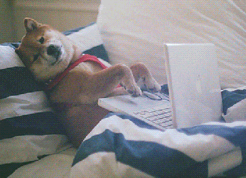 Hund liegt im Bett und tippt gelangweilt auf einem Laptop rum